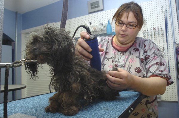 Dena Klenc, owner of the Groom Room in Rogers, trims on Friday one of 50 minuature poodles taken from a Centerton home on Thursday.
