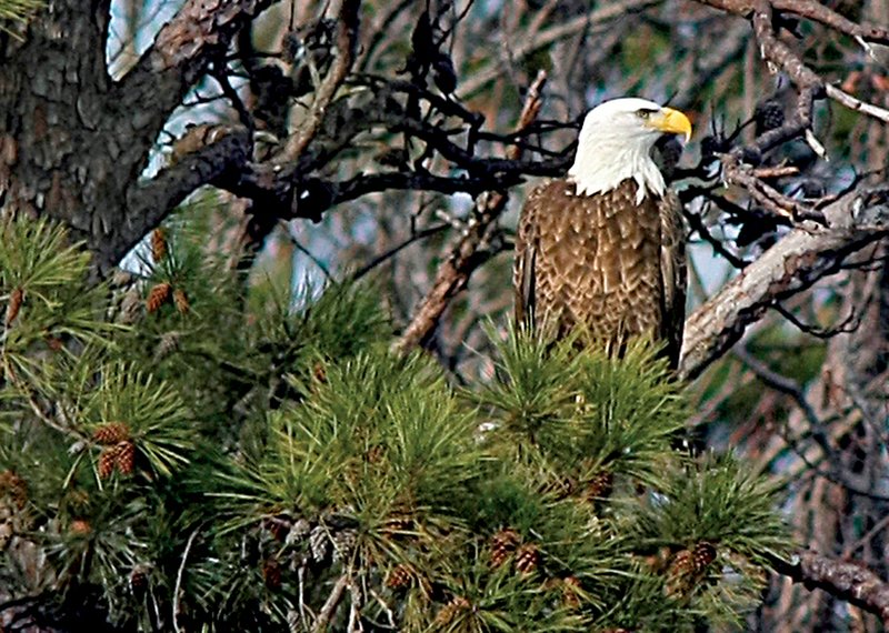 Migratory bald eagles return to the same lakes — and perch in the same trees — so predictably that park rangers who lead eagle watch cruises know where to steer their boats so visitors can spot the big birds. This pine on Lake Maumelle is one such eagle-favored tree. 
