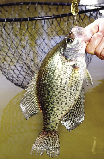 OUTDOORS: Those wonderful, yummy crappie