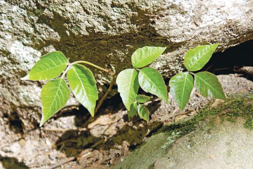“Leaflets three, let it be”: That old adage helps in identifying poison ivy plants.