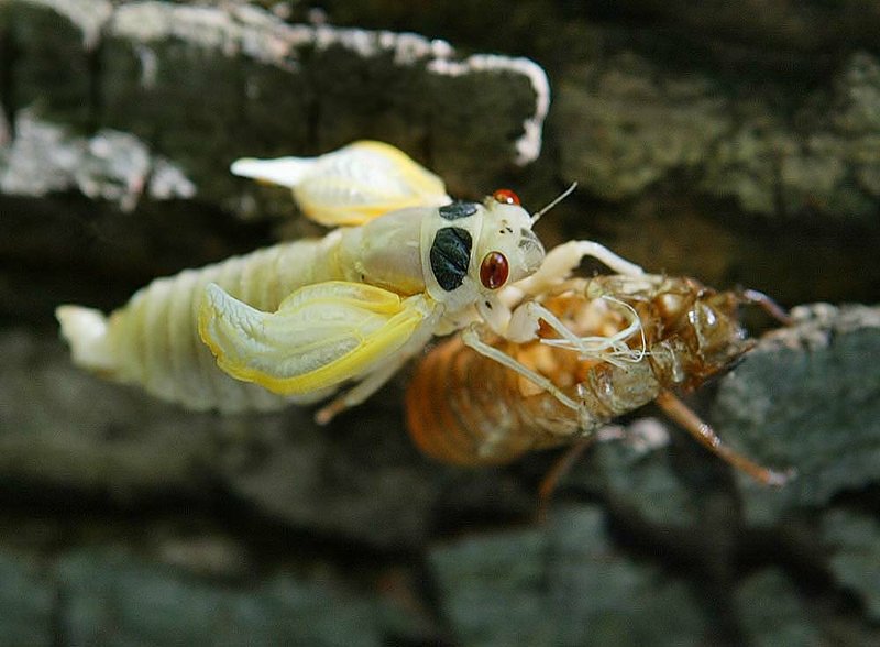 A newly emerged and still tender adult cicada sheds his shell in 2004, during a mass emergence in Washington. Billions of the red-eyed bugs, which have a 13-year life cycle in Arkansas, are expected to emerge this month. 