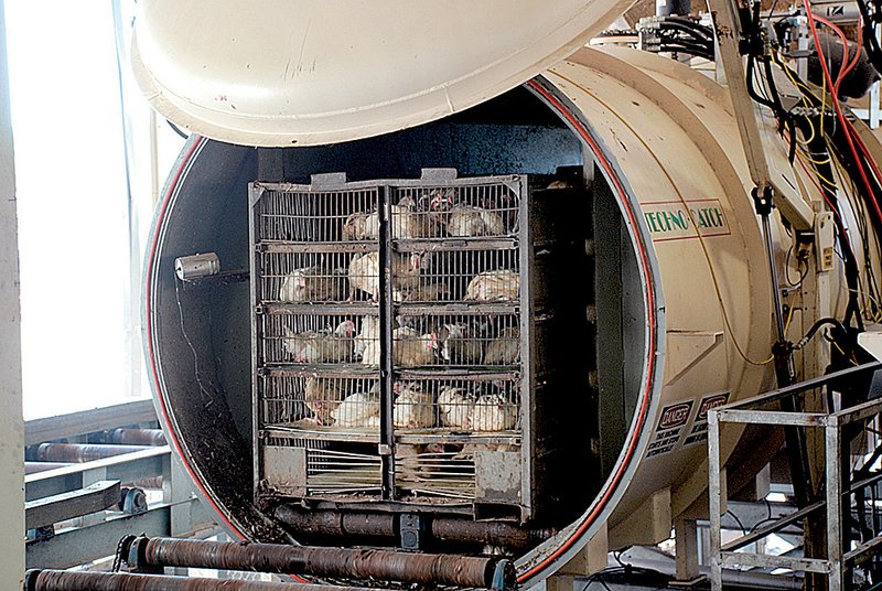 Chickens wait to be stunned in a Low Atmospheric Pressure System chamber at O.K. Industries in Fort Smith. 