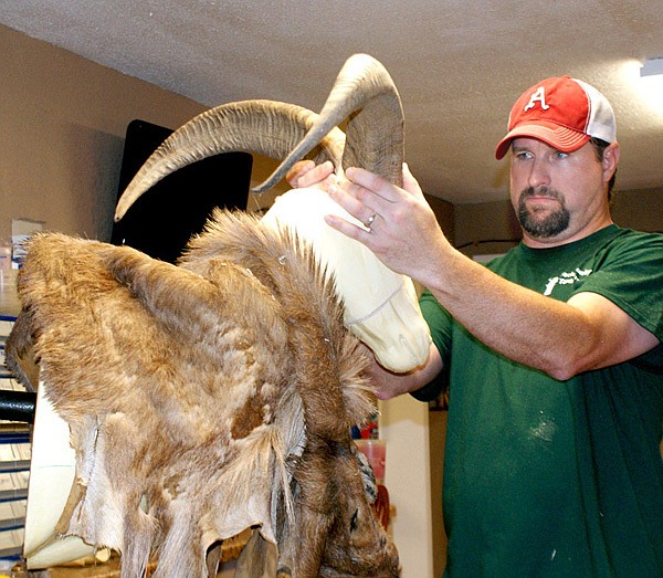 Chad Smith, owner of Backcountry Taxidermy in Gravette, positions the horns on a trophy mount Aoudad Sheep he is completing.