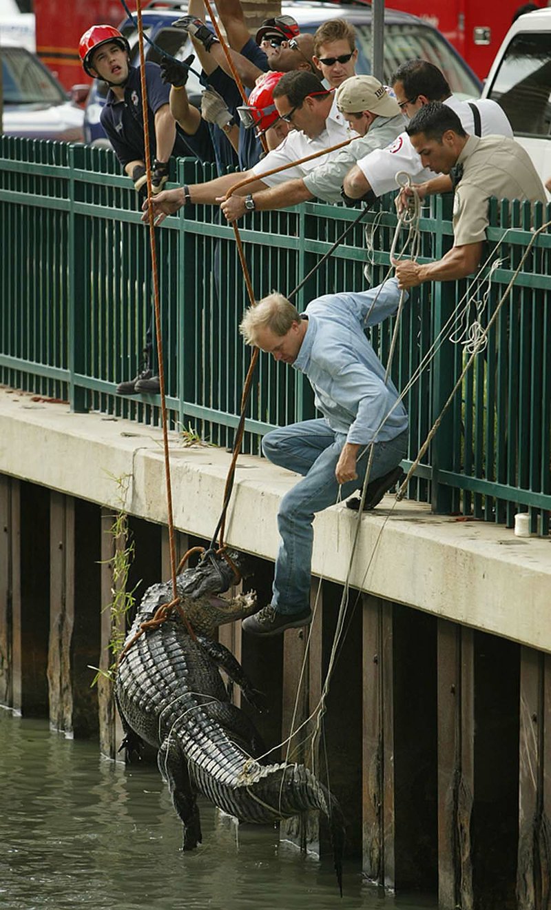  Todd Hardwick, on ledge, from Pesky Critters, along with a crew of Miami firefighters and Florida Fish and Wildlife officers removes a large alligator from Wagner Creek alongside Cedars Medical Center in Miami on Monday afternoon, Jan. 3, 2005. 