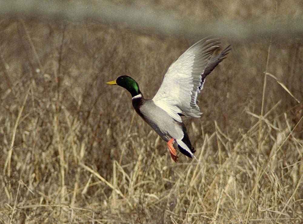 Mallard count good news for hunters - Vimarsana News