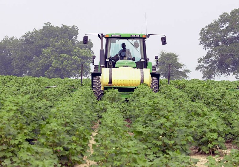  A farm employee sprays cotton plants.