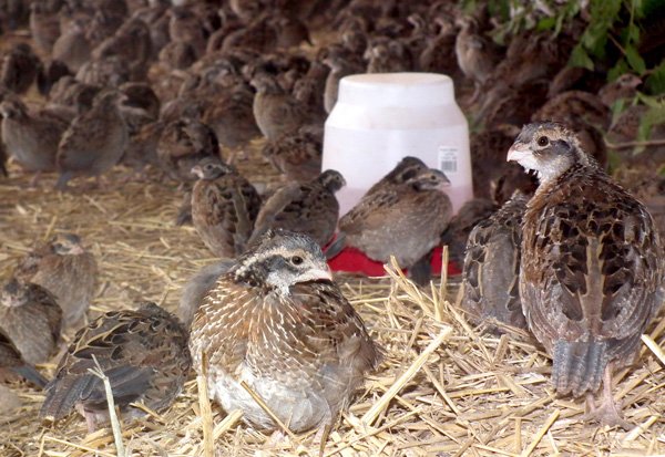More than 1,500 five-week-old quail fill the flight pen on Holt’s farm. The quail are feathered and can fly quite well but will not be fully mature until they are 12 weeks old.