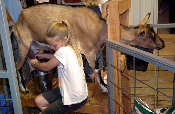 Destiny Tate, of Gravette, milked her goat at the Benton County Fair last month.