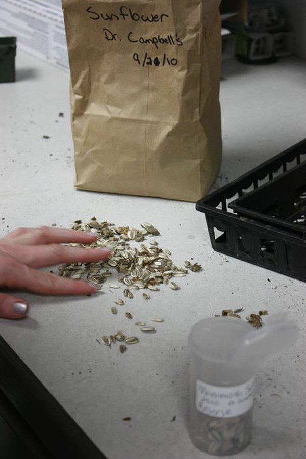 Multiple generations of Arkansans practice lost art of seed saving today - Vimarsana News