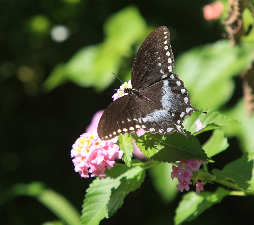 Arkansas Democrat-Gazette/STATON BREIDENTHAL 9/6/11
An insect perches on a flower Tuesday afternoon at the Old Mill in North Little Rock.