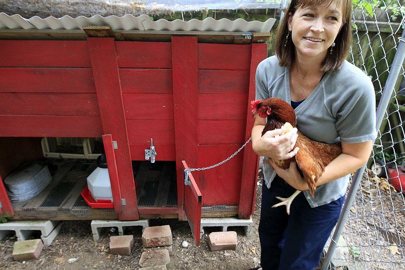 Little Rock resident Joanie Mashburn keeps a three-chicken flock in her urban backyard. 