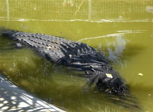 A saltwater crocodile swims in a shallow pond inside its temporary cage at the remote village of Consuelo, in Bunawan township, Agusan Del Sur province in southern Philippines, Tuesday, Sept. 6, 2011. The 20-foot saltwater crocodile, now named "Lolong," was captured last Saturday by villagers and veteran hunters in the creeks of the remote region.