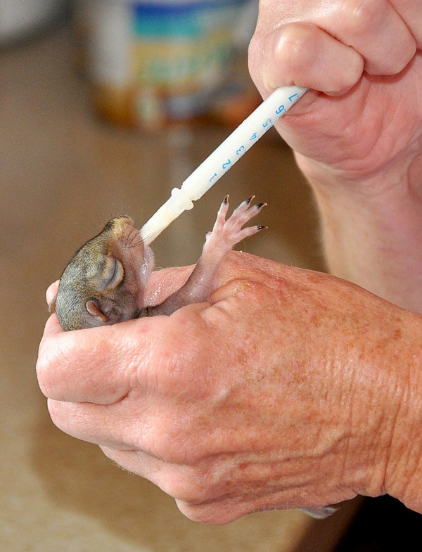 Lynn Scuimbato feeds a baby squirrel.
