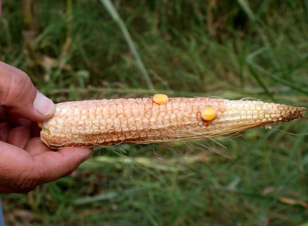 Although development of kernels on this ear of corn shows the extreme effects of drought and heat, it is typical of a majority of the ears.
