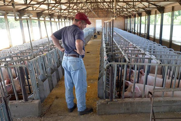 UA team takes on hog waste