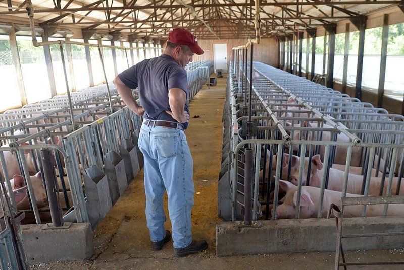 Chris Hart, manager of the University of Arkansas’ Division of Agriculture swine farm at the Savoy Research Center, looks at some sows in gestation stalls. UA researchers are using the animals’ manure in studies on lessening environmental impact of waste disposal. 