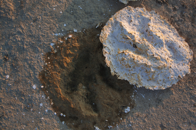 Fossilized dinosaur tracks found in southwest Arkansas The Arkansas
