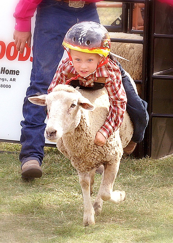 A young rider hangs on for a wild ride in this year's new attraction at the festival, mutton bustin' in the park.
