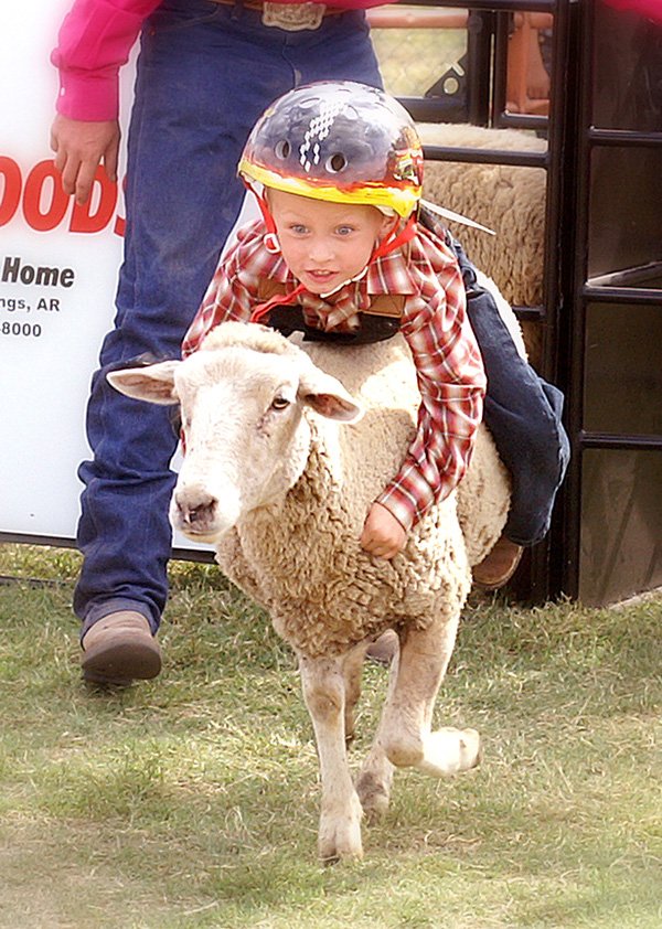 A young rider hangs on for a wild ride in this year's new attraction at the festival, mutton bustin' in the park.
