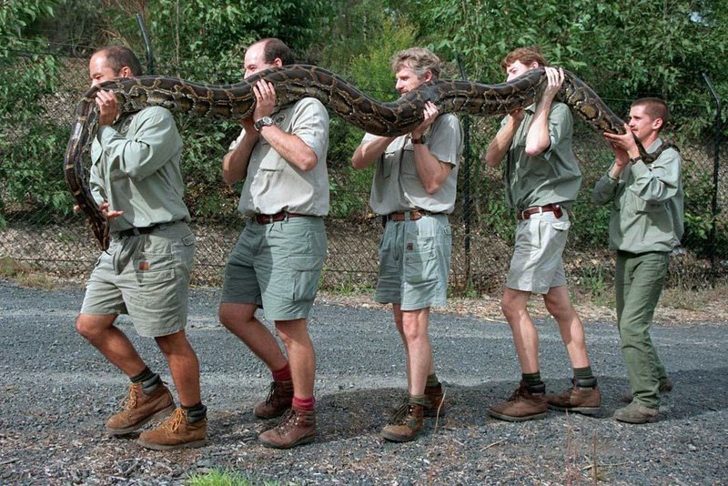 Boy Scouts and leaders from Maumelle’s Troop 295 haul their mascot Nagini to the Blessing of the Animals on Sunday. The python escaped into Lake Willastein. 