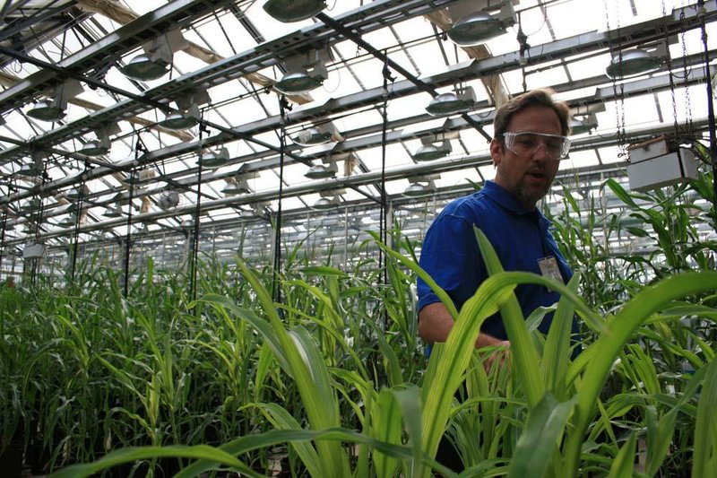 Martin Stoecker, a corn scientist for Monsanto, walks along rows of corn inside a greenhouse at the company’s biotech research facilities in Chesterfield, Mo. 