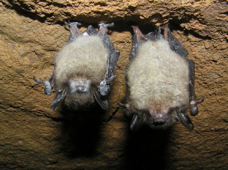 This pair of little brown bats are infected with white-nose syndrome, a fungus-related condition that has killed more than 1 million bats nationwide. Caves where bats habit in Northwest Arkansas and other parts of the state are closed in an attempt to stop the spread of the disease.