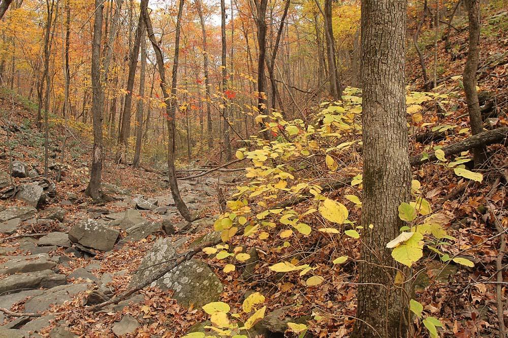 Arkansas Woman Expected To Survive After 50 Foot Fall At Bridal Veil Falls