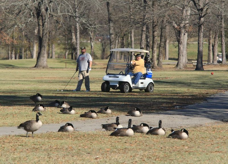 Canada geese relax along the fairway Wednesday at the Burns Park Golf Course as Chad McPeak gets ready to hit a shot while playing a round with his father, Butch McPeak. 