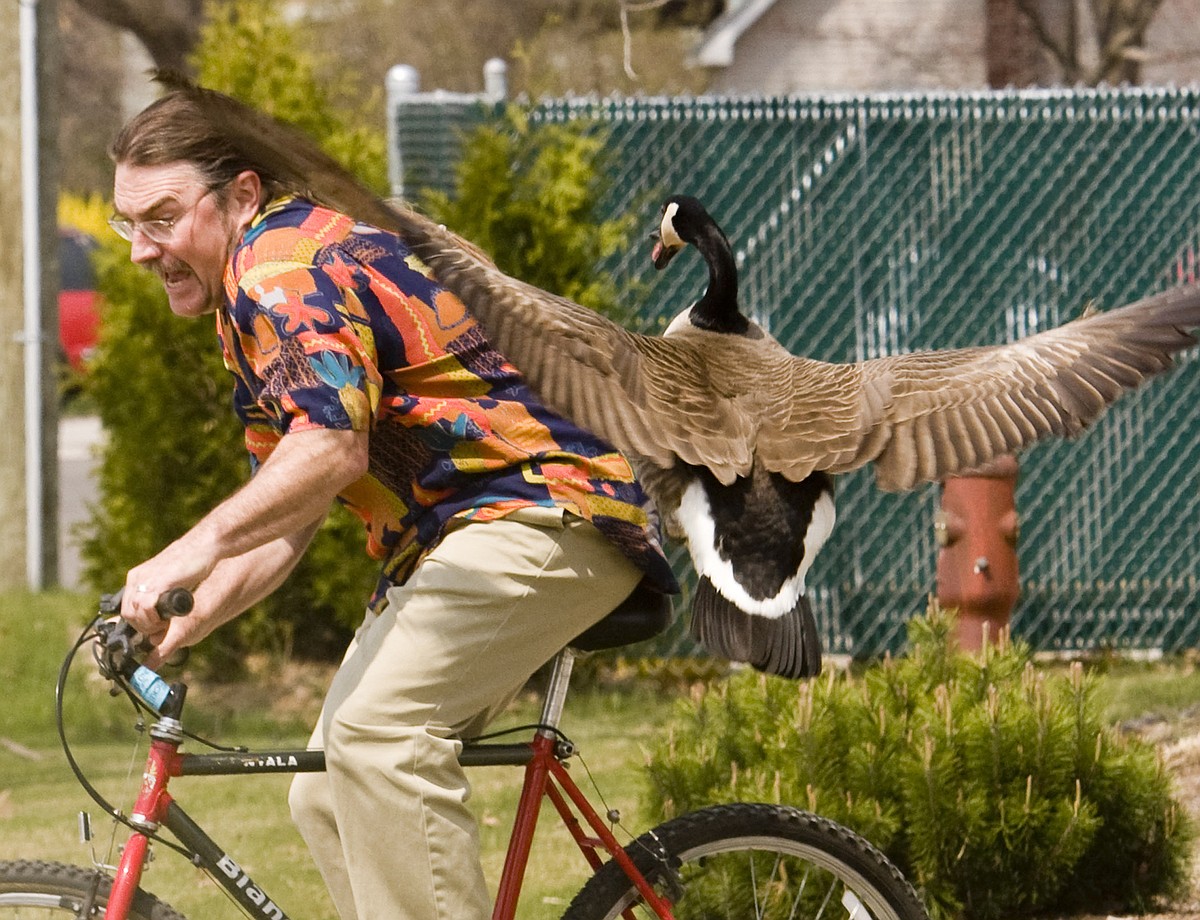 Geese’s eviction notice looks a lot like a shotgun | Northwest Arkansas ...