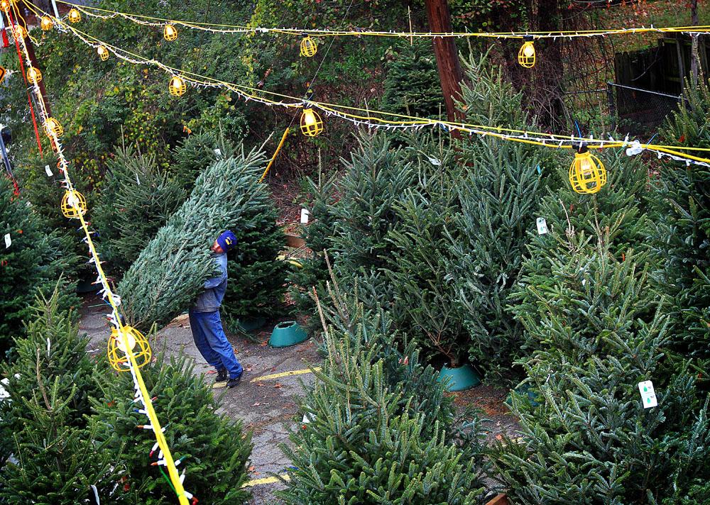 Arkansas Democrat-Gazette/BENJAMIN KRAIN --12/06/11--
David Engle carries a Frazier Fur tree for a customer at Larry's Trees Christmas tree lot on Cantrell Rd. in Little Rock.