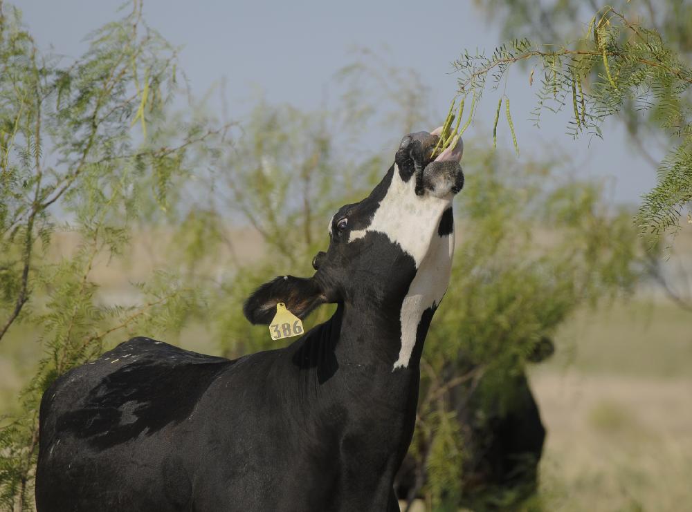 Prices of cows up by close of 2021