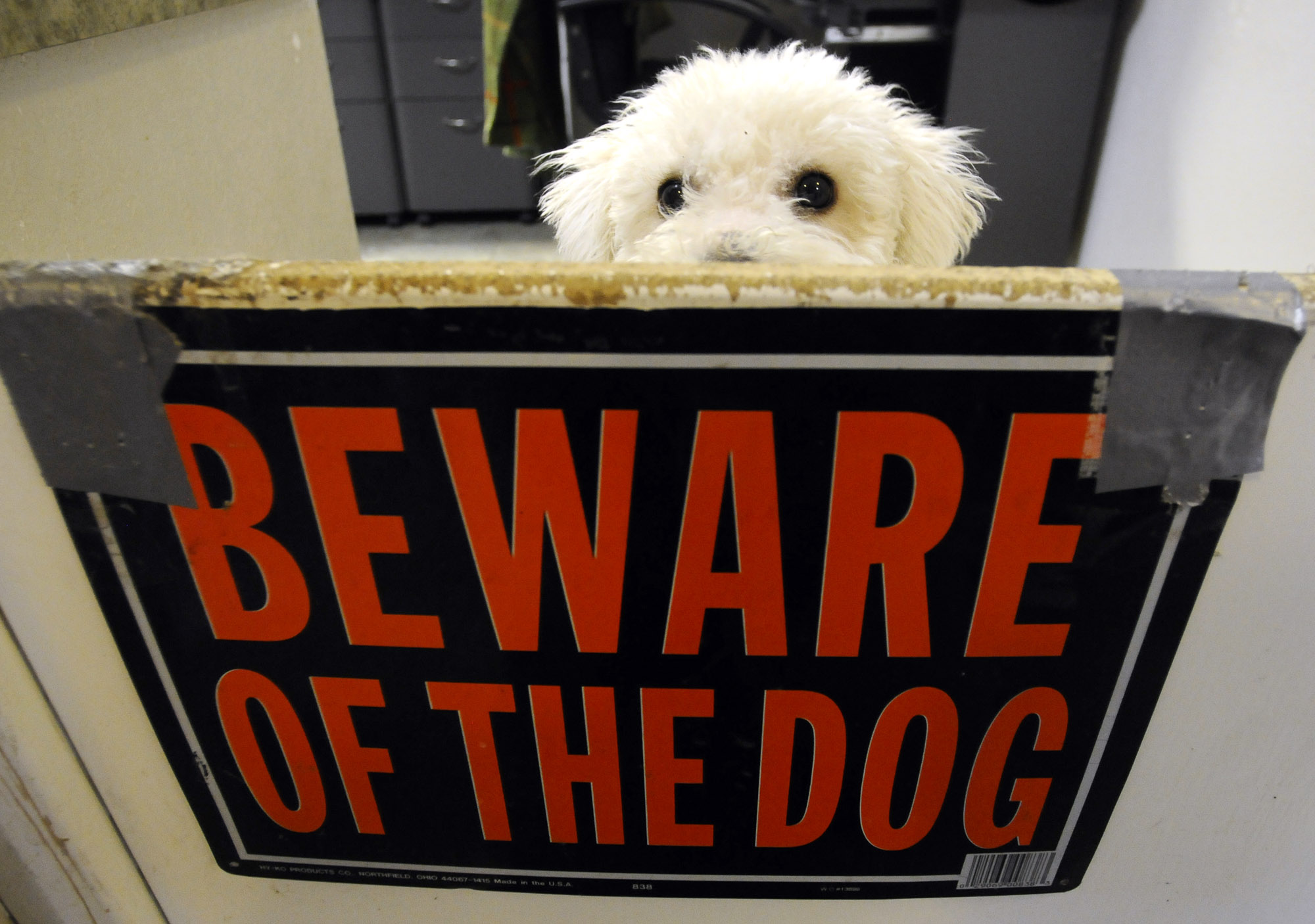 A Bichon Frise puppy peers Wednesday, Dec. 14, 2011, over a dog gate in the reception area of the Bella Vista Animal Shelter in Bella Vista. The puppy, who was nameless at the time the photo was taken, is one of the newest residents at the non-profit animal shelter.
