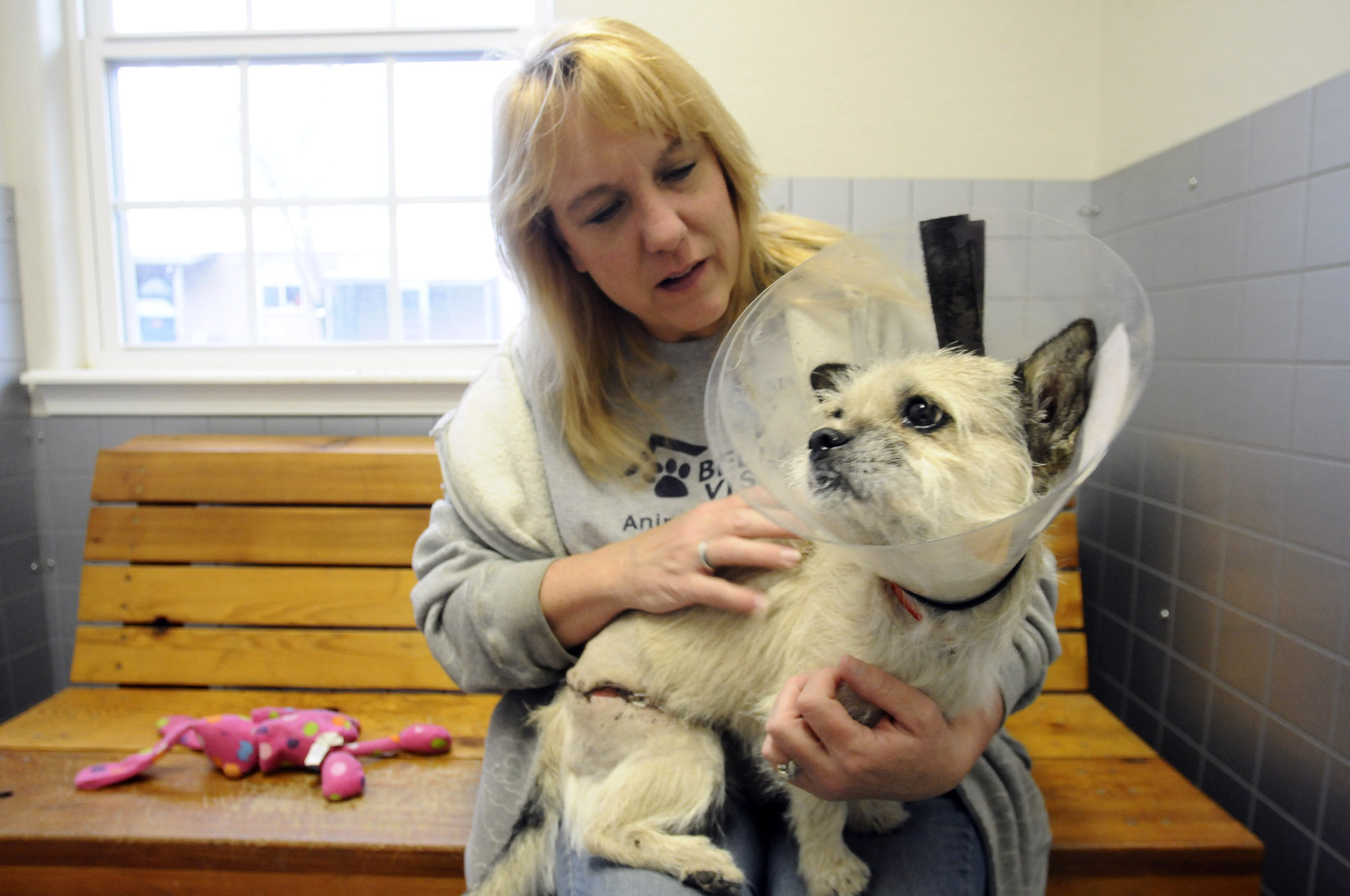 Donna Miles, manager of the Bella Vista Animal Shelter, visits with a Cairn Terrier-pug mix Wednesday, Dec. 14, 2011, that is undergoing rehabilitation at the shelter for a leg injury. The dog was hit by a vehicle a week prior on U.S. 71 close to the shelter. Miles said it is likely the dog was dumped at the shelter at night by its owners and was hit on the highway when it struck off to return home.