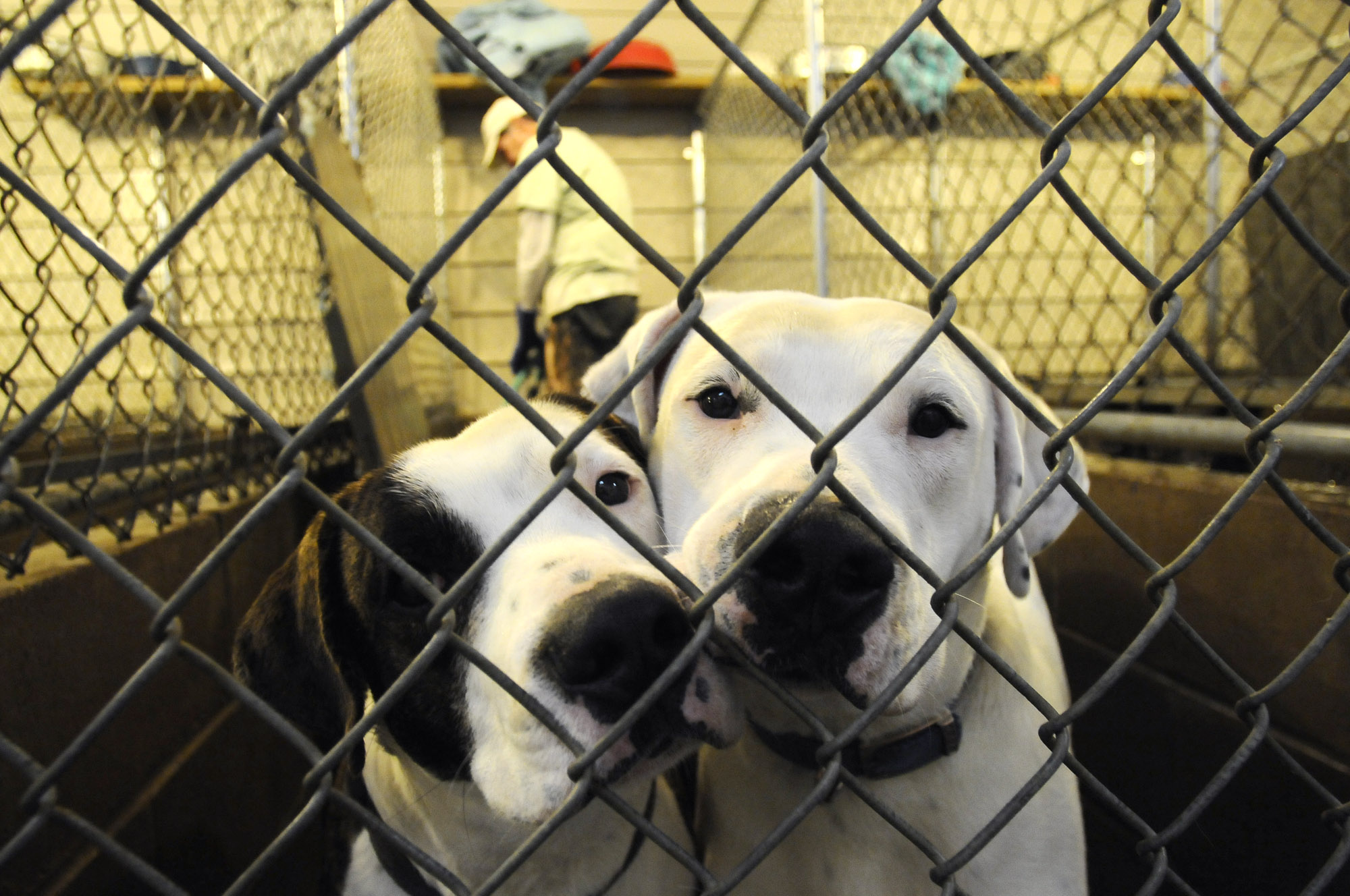A pair of young American bulldogs peer out from their kennel Wednesday, Dec. 14, 2011, as Chuck Smith gives the enclosure it's daily sanitization and cleaning at the Bella Vista Animal Shelter in Bella Vista. Smith is the president of the shelter's board of directors and also a volunteer. Smith and his wife Mary spend two days each week helping clean kennels and feed the shelter's animals.