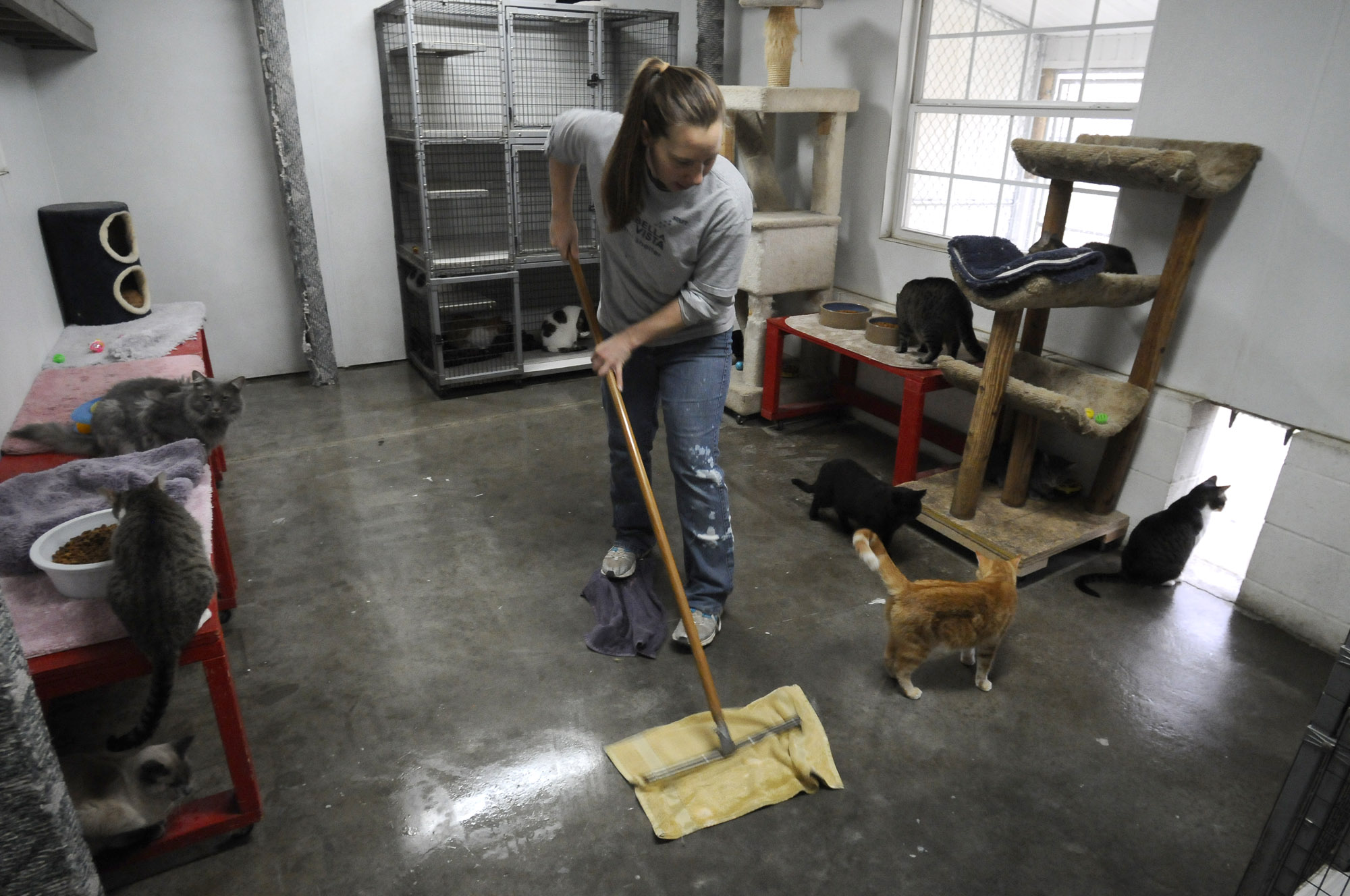 Amy Litscher dries the floor of one of the cat rooms Wednesday, Dec. 14, 2011, at the Bella Vista Animal Shelter while performing the daily task of cleaning rooms and feeding the resident animals. Litscher is the assitant manager of the shelter.