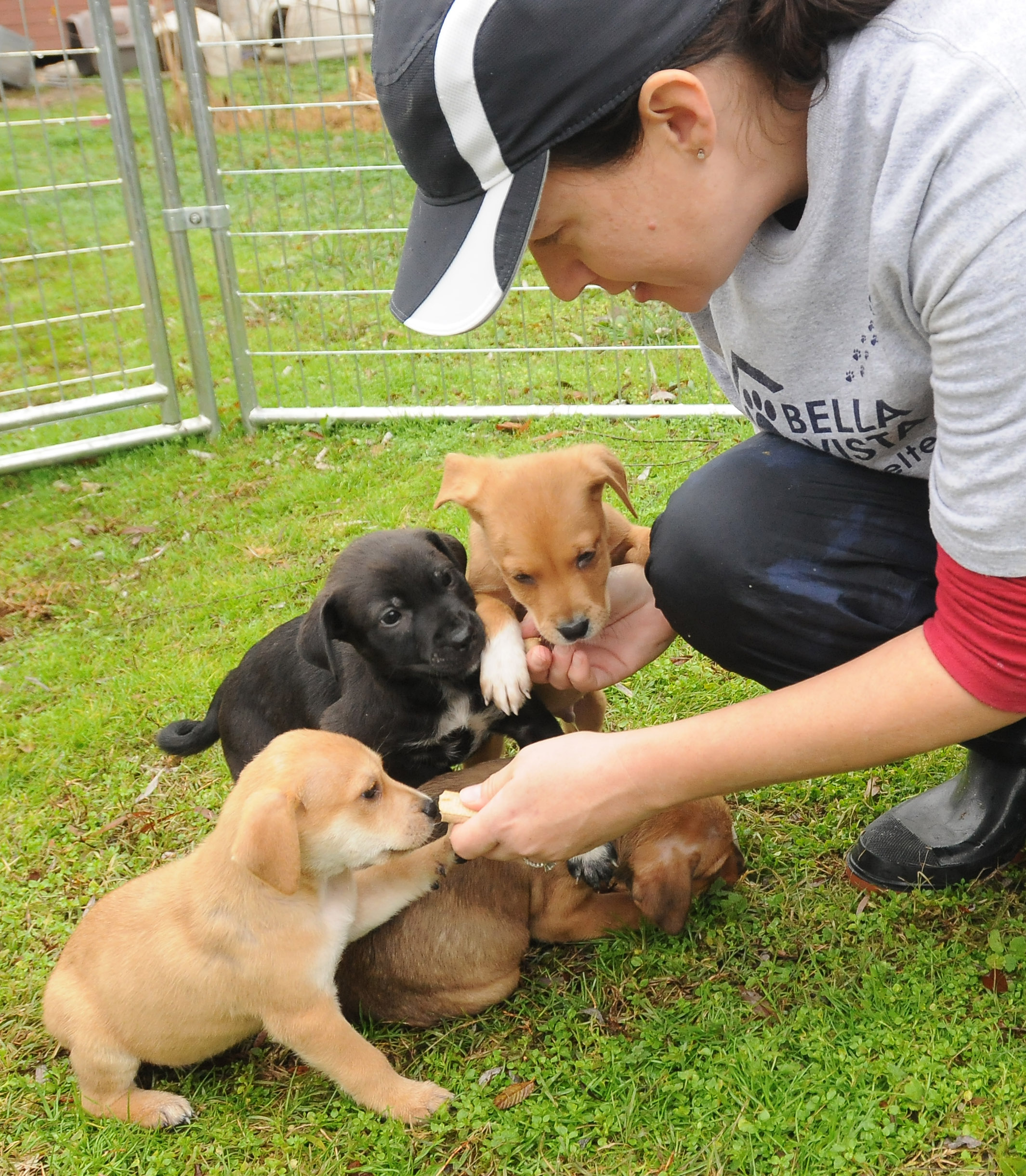 Bella Vista Animal Shelter employee Julie Wilson plays with a litter of seven-week-old puppies at the shelter in Bella Vista, Tuesday, Nov. 22, 2011.