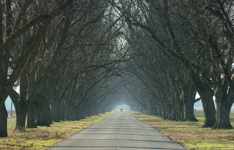 Pecan trees line state highway 161, south of Scott.
