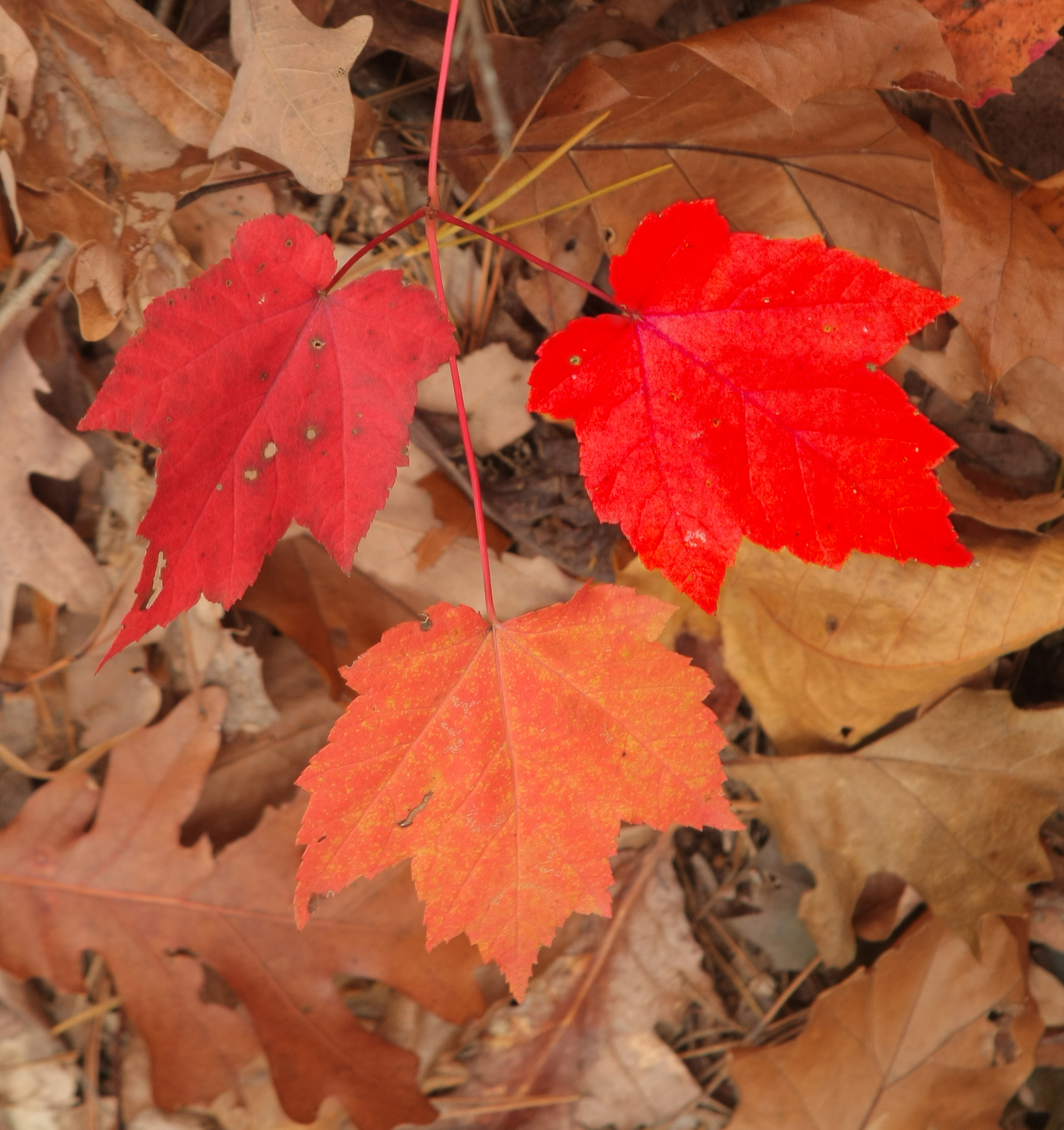 Arkansas Democrat-Gazette/JOHN SYKES JR. - 11/6/11 - Brilliant red against brown near a creek just north of Rose Bud in White County.