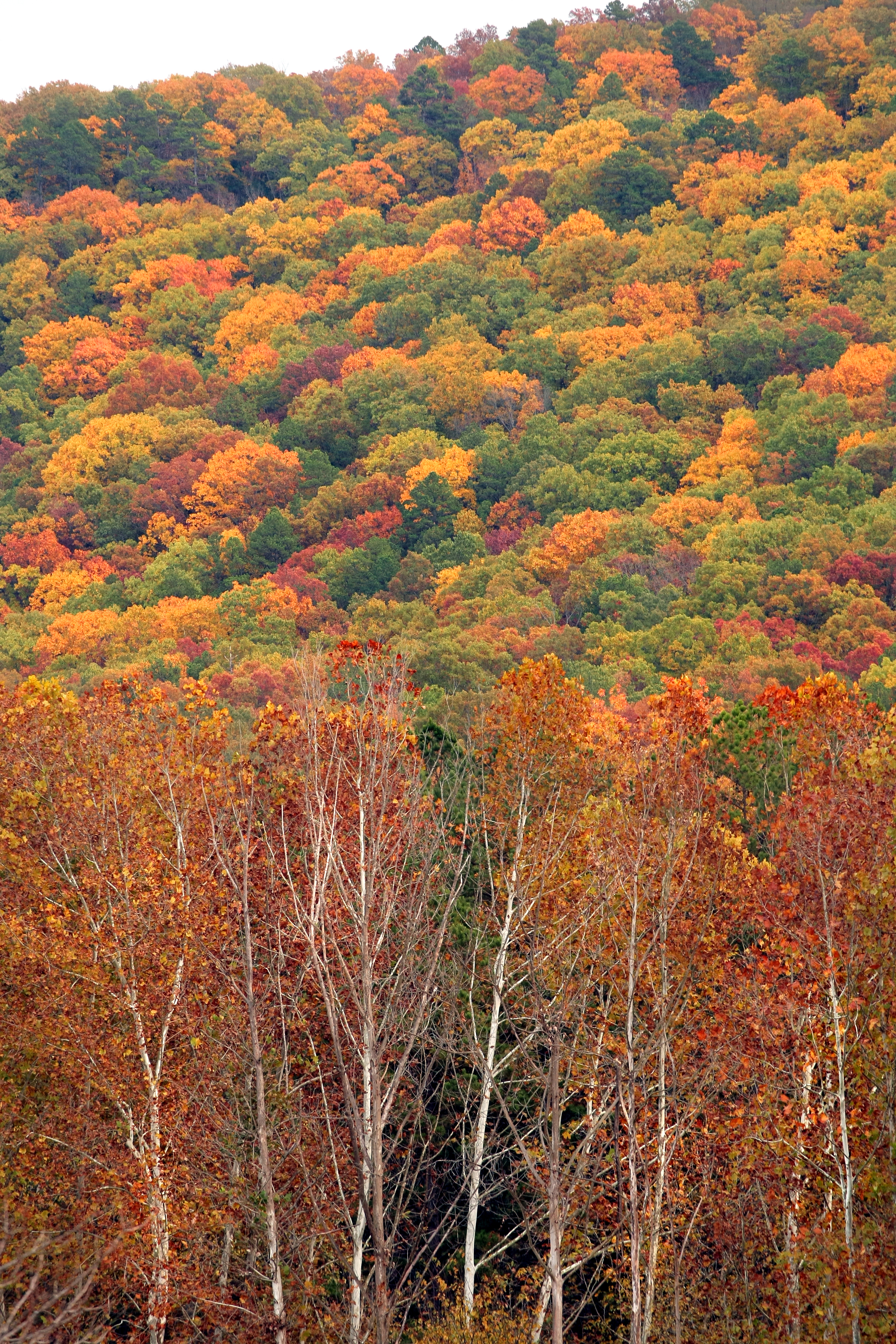 Arkansas Democrat-Gazette/JOHN SYKES JR. - 11/6/11 - Fall colors rise up against a hillside on the eastern edge of Heber Springs.