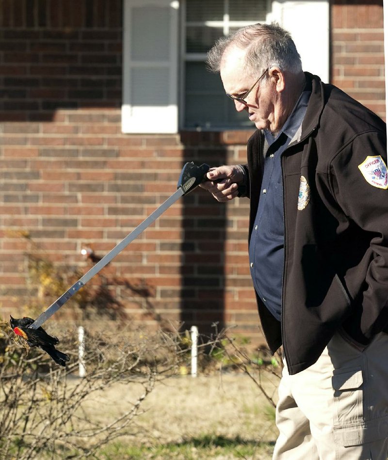 Horace Taylor, head of animal control in Beebe, examines one of hundreds of dead blackbirds that fell from the skies in Beebe on New Year’s Eve. Exploding fireworks spooked the birds from their evening roost and caused them to fly into buildings and into the ground, killing the birds. 