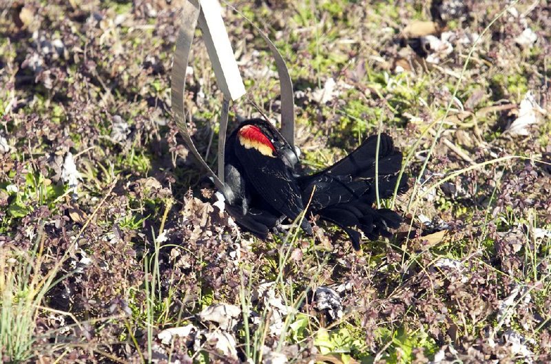 Dead birds in Beebe at 400; no suspects The Arkansas DemocratGazette