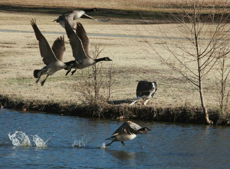 Canada geese take flight after Bud and Heck (not shown), both border collies, chased them off the Burns Park Golf Course in North Little Rock on Thursday. The city is looking at Bud as a full-time goose chaser. 