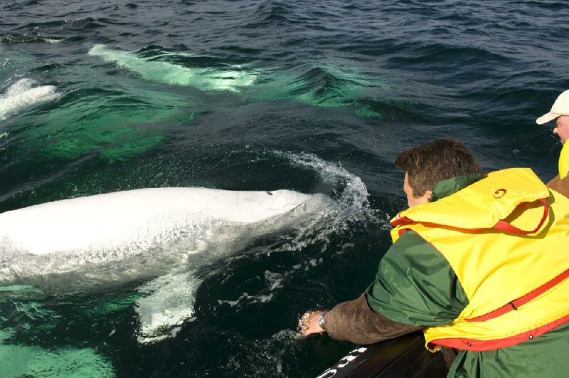 A curious beluga whale swims up to a kayak. 