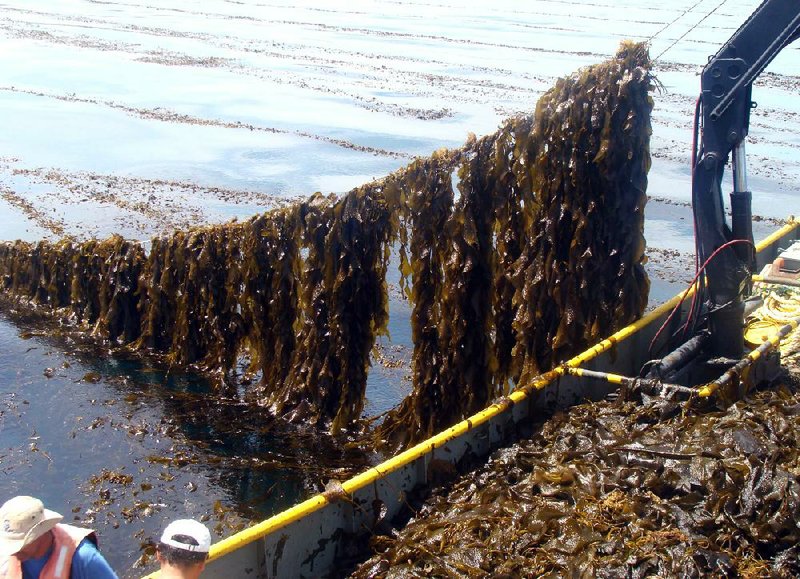 Workers harvest seaweed at a coastal farm for Berkeley, Calif.-based Bio Architecture Lab’s biofuel project. 