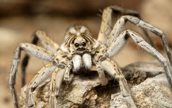 Science goes to ground with bug warfare show