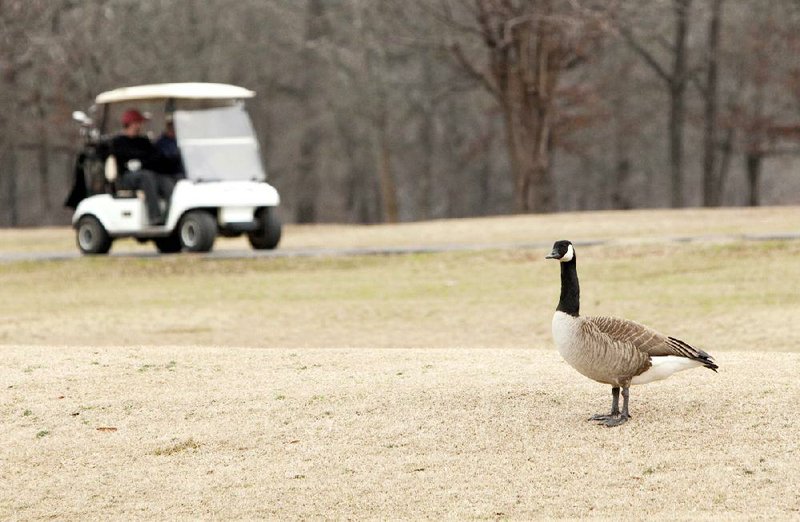 A Canada goose hangs out near a water hazard at the Burns Park golf course in North Little Rock on Sunday. Though fewer in number, resident geese in the park are still a source of complaints to the city Parks Department. 