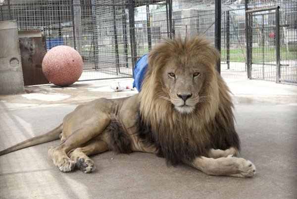 Lions, Tigers And Bears | Northwest Arkansas Democrat-Gazette