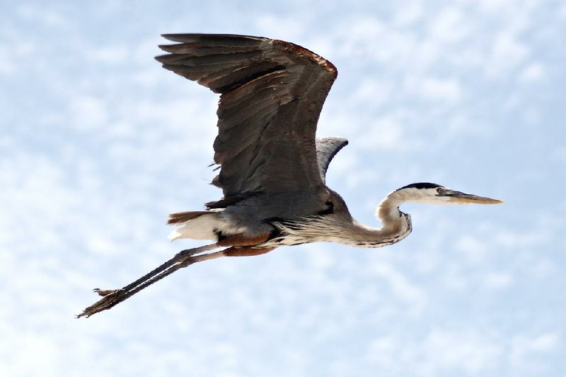 Great blue herons are known to nest on Lee Creek, but birders shouldn’t expect to see these uncommon beauties during the Great Backyard Bird Count. “There are no guarantees,” Joe Neal says. 