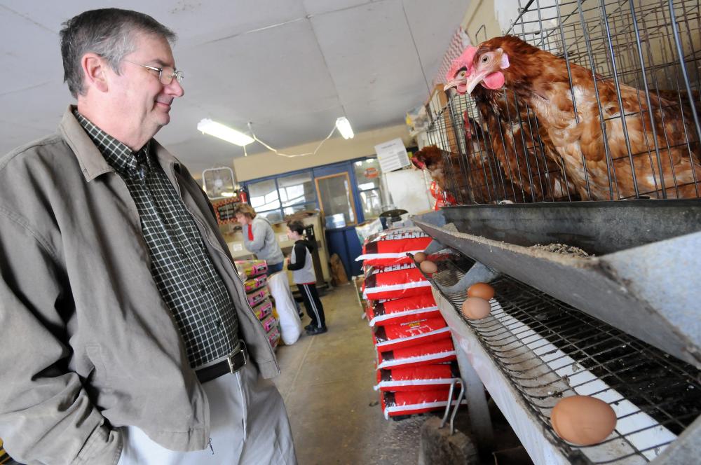STAFF PHOTO MARC F. HENNING
Rick Lowden of Pea Ridge looks over Webb's Feed and Seed Inc.'s six laying hens Wednesday, Feb. 22, 2012, situated just inside the front door of the downtown Pea Ridge store. Webb's sells fresh eggs daily from it's store and farm hens. Lowden and his wife, Peggy, recently moved from Rogers to the country in Pea Ridge and began raising their own chickens. They buy their feed at Webb's.