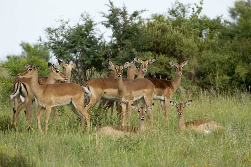 A small herd of impala watch the tourists watching them in Pilanesberg Game Reserve in South Africa. 